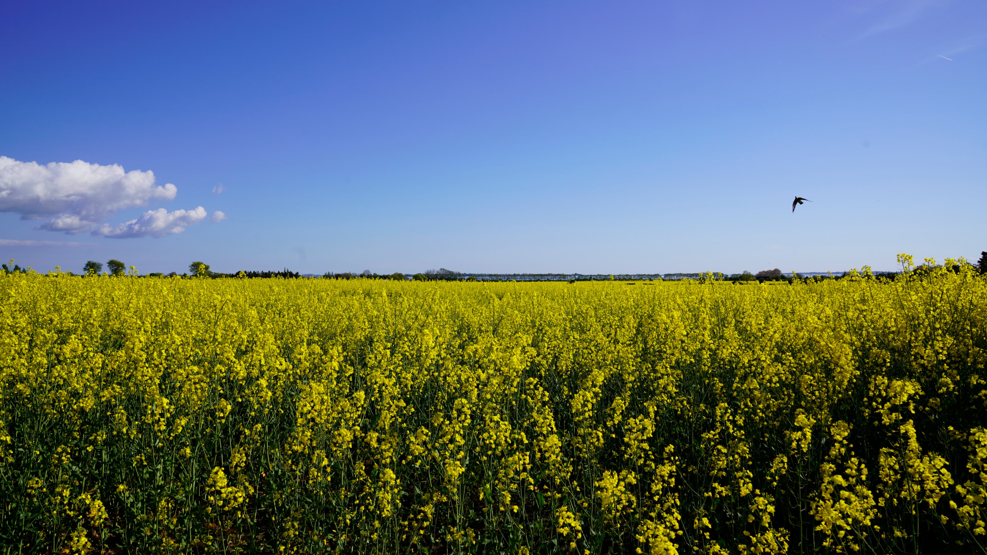 A rapeseed field in bloom under a blue sky on Tåsinge, with a bird overhead